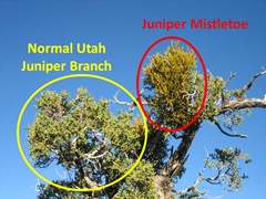 Juniper Mistletoe1 Caption