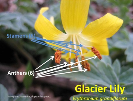 Glacier Lily caption