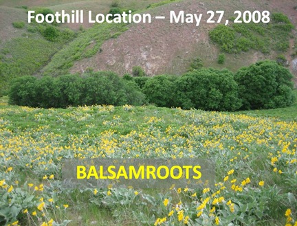 Balsamroot Foothills