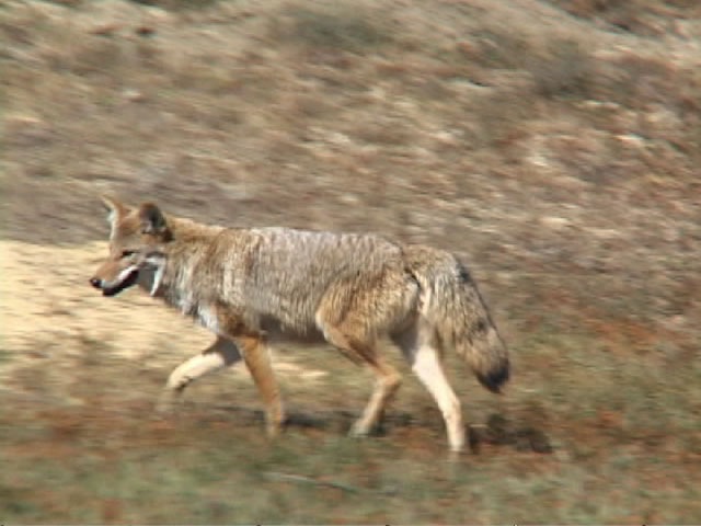 [coyote25.jpg]