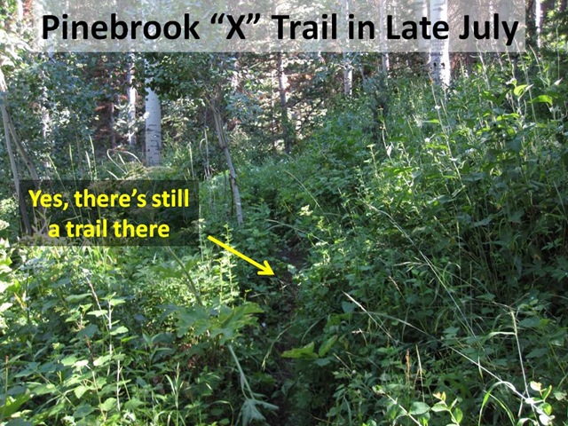 [X trail July[4].jpg]
