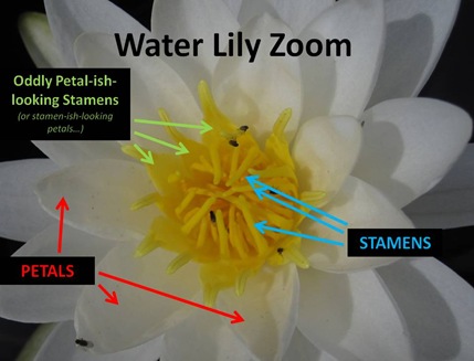 Water Lily Zoom