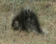 porcupine2