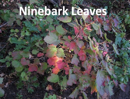 9bark Leaves Big