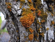 Lichen on Oak Jeremy
