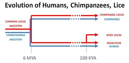 Evo Chimp Human Lice cut