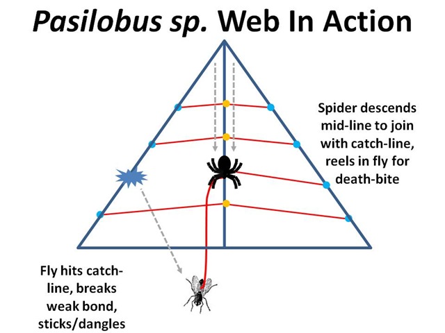 [Pasilobus Web2[8].jpg]