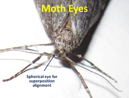 Moth Eyes