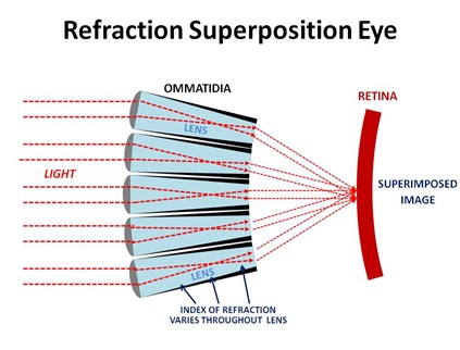 Refraction Graphic