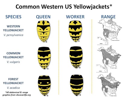 Western US YJ Species