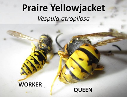 Prairie Worker Queen Caption