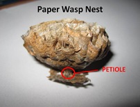 PWasp Nest