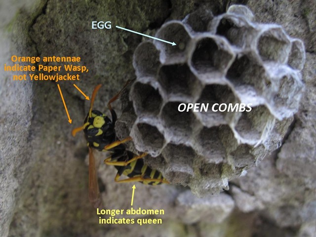 [Paper Wasp 5 10[4].jpg]