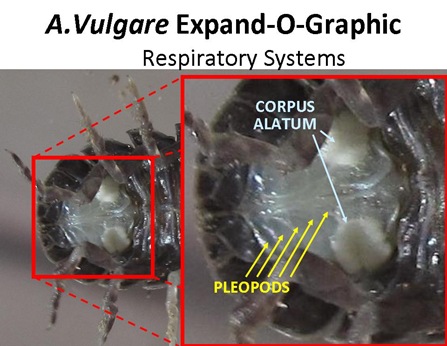ExpandO Respiratory