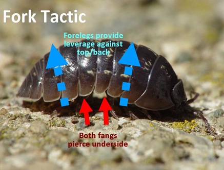 Fork tactic view