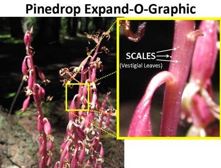 Pinedrop Expand-O