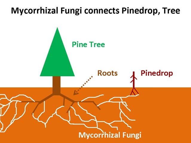 [Myco-pinedrop[4].jpg]