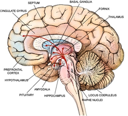 brain-limbic