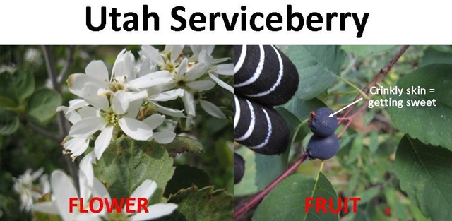 [serviceberry compare[5].jpg]