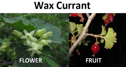 wax currant compare