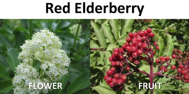 [Red Elderberry compare[4].jpg]