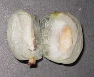Snowberry drupe dissect