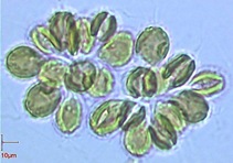 chrysophyta