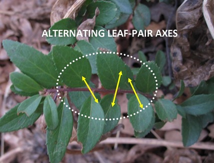 Leaf Axes