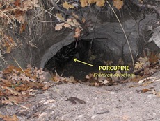 Porcupine burrow