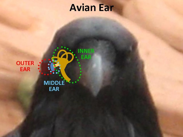 [Bird Ear1[4].jpg]