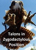 Zygo Talon caption