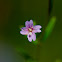 Smallflower Hairy Willowherb