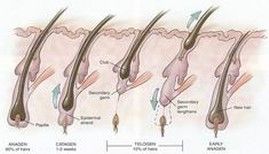life cycle of hair life cycle of hair