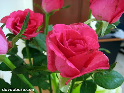 Long-stem pink roses