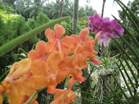 two-orchids.jpg