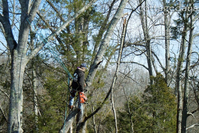 roping and climbing in the treetops