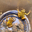 Pastores Poison Dart frog