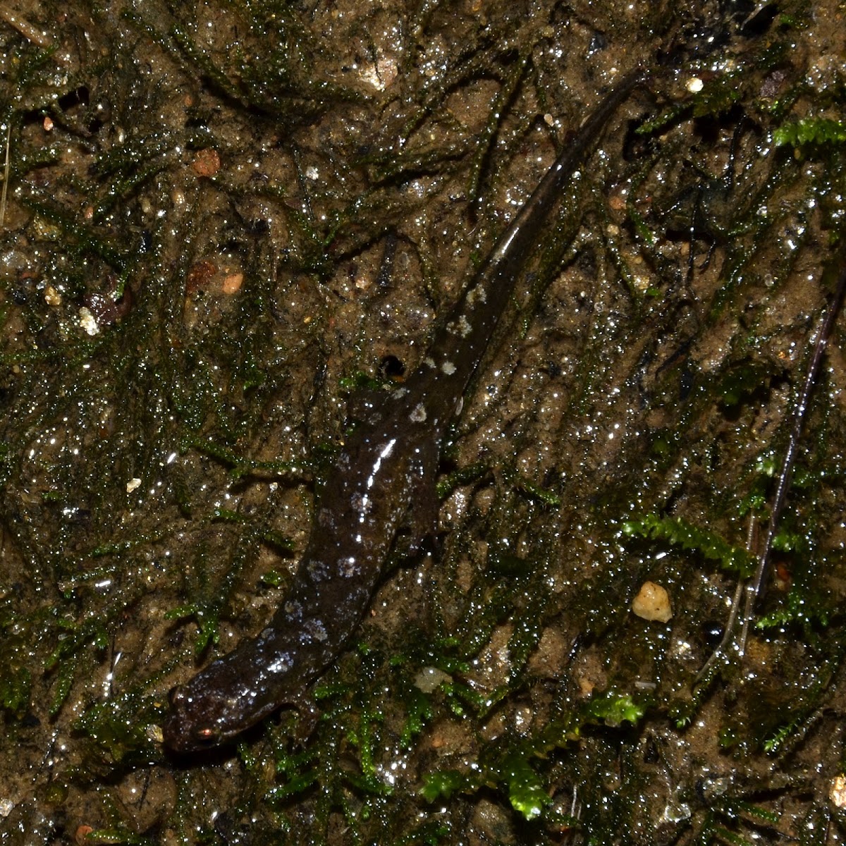 Shovelnose Salamander