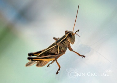 GrasshopperWindowWeb