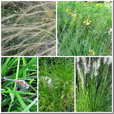 grasses1