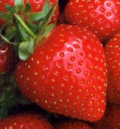 [strawberry (1)[104].jpg]