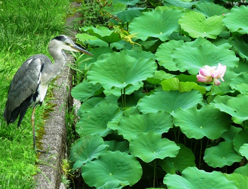 6. templo Toji - grou - tsuru e flor de lotus