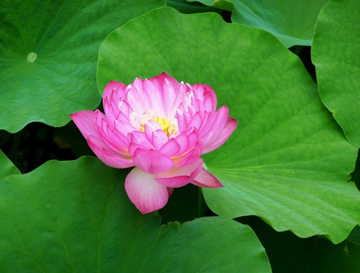 7 .templo Toji e flor de lotus