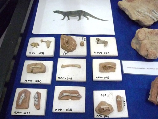 11. restos ósseos do Mariliasuchus encontrados em Marília