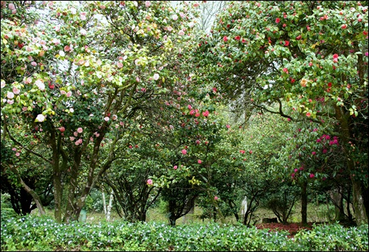 Buçaco - jardim do palácio 13