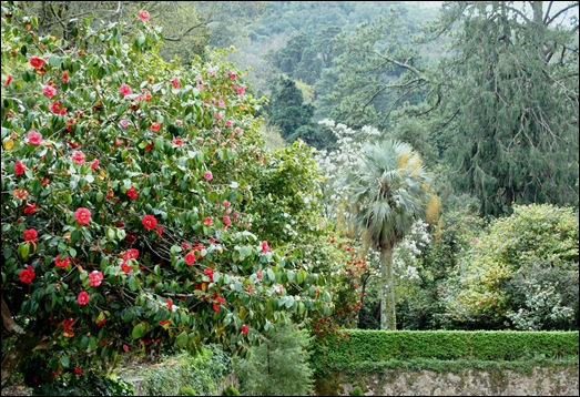 Buçaco - jardim do palácio - cameleiras 2