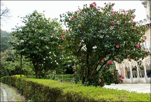 Buçaco - jardim do palácio - cameleiras 1