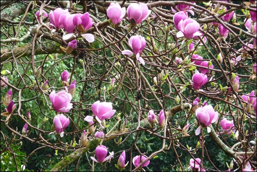 Buçaco - jardim do palácio - magnólia rosa 1