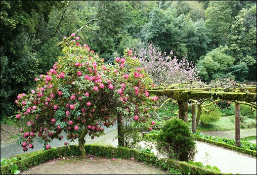 Buçaco - jardim do palácio - rododendro 2