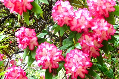 [Buçaco - jardim do palácio - rodhodendron branco-rosa[4].jpg]